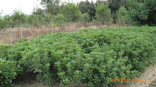 農(nóng)苗網(wǎng) 一站式綠化苗木采購(gòu)平臺(tái)，海桐球、海棠球工程苗指導(dǎo)價(jià)與廠商盡在掌握